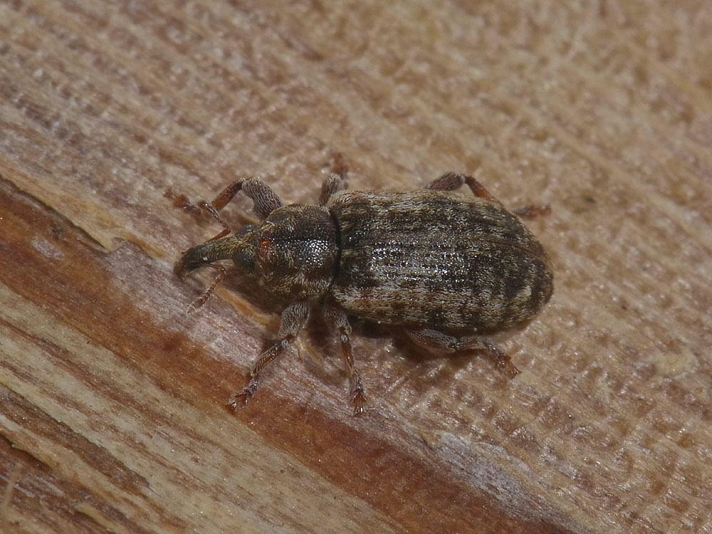 Dorytomus? - Dorytomus ictor